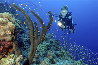 Scuba diver looking up at illuminated tree sponge (Liosina paradoxa), Red Sea, Safaga, Egypt,