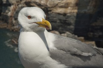 Yellow-legged gull (Larus michahellis), portrait, Italy, Europe