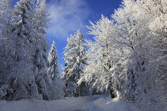 Winter landscape in the Fichtelgebirge, Bayreuth district, Upper Franconia, Bavaria, Germany,