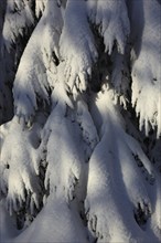 Winter landscape in the Fichtelgebirge, Bayreuth district, Upper Franconia, Bavaria, Germany,