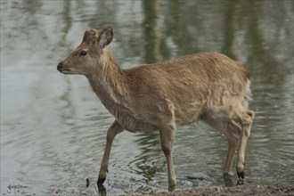 Dybowski deer (Cervus nippon dybowskii), water, bank, captive