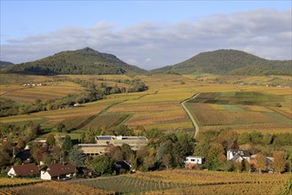 Vineyards in autumnal colours 2022 near Landau in der Pfalz, Southern Wine Route, Palatinate