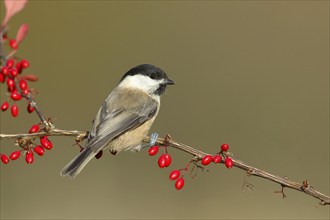 Willow Tit (Parus montanus) on Green Barberry (Berberis thunbergii) with red berries in autumn,