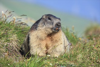 Alpine Marmot (Marmota marmota), Alpine Marmot