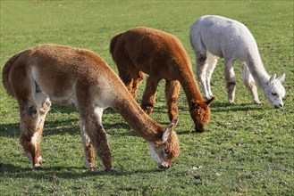 Grazing alpacas (Vicugna pacos), Germany, Europe