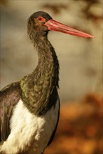 Black stork (Ciconia nigra), male, captive