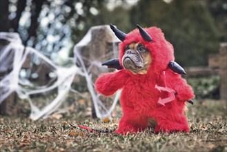 Funny French Bulldog dog wearing red Halloween devil costume with fake arms holding pitchfork, with