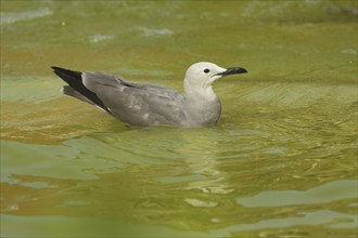 Swimming Grey Gull (Larus modestus), swimming, green, water, captive