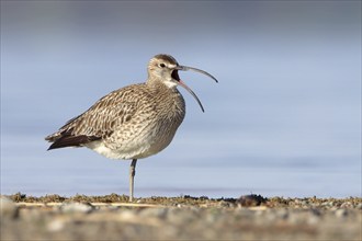 Whimbrel (Numenius phaeopus), calling with open bill on the lakeshore, Chiemsee, Bavaria, Germany,