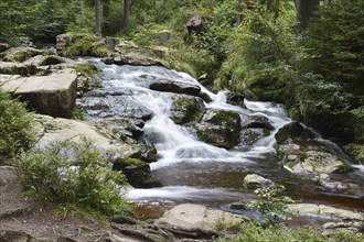 Forest brook in the Harz Mountains, Germany, Europe