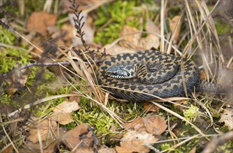 Wild common european viper (Vipera berus), brown, quite young animal, female, lying curled up and