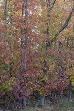 Northern red oak (Quercus rubra) with autumn colouring, Moselle, Rhineland-Palatinate, Germany,