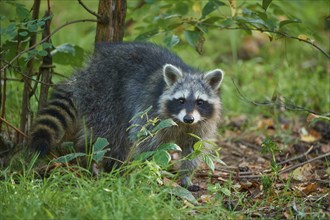 Raccoon (Procyon lotor), in the forest, Hesse, Germany, Europe