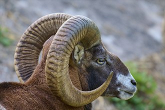 European mouflon (Ovis orientalis musimon), portrait of a mouflon ram with impressive curved horns