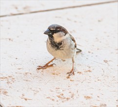 House sparrow (Passer domesticus) or sparrow or house sparrow, male, sitting with legs apart on a