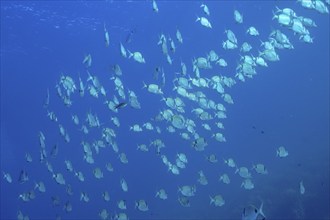 Group, school of common two-banded seabream (Diplodus vulgaris) in the Mediterranean Sea near