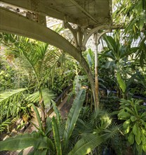 Tropical rainforest, Palm House, oldest Victorian greenhouse in the world, Royal Botanic Gardens,