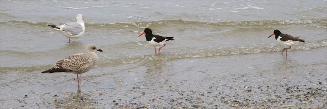 Eurasian oystercatcher (Haematopus ostralegus) and Herring Gulls (Larus michaellis) on the coast,