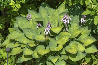 Flowering Hosta, Bavaria, Germany, Europe