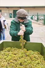 Measurement of the oil content of fresh grapes