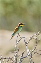 European bee-eater (Merops apiaster) sitting on a branch, Spain, Europe