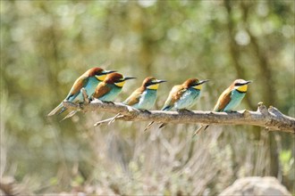 European bee-eaters (Merops apiaster) sitting on a branch, Spain, Europe