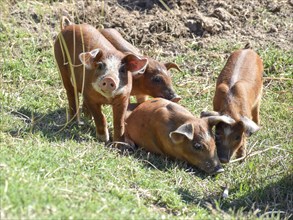 Several piglets from a domestic pig, Buenos Aires province, Argentina, South America