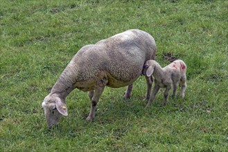 Ewe (Ovis) with lamb, Franconia, Bavaria, Germany, Europe