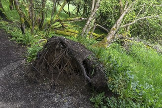 Uprooted black alder (Alnus glutinosa L.), Franconia, Bavaria, Germany, Europe