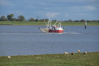 Crab cutter on the river Ems near the fishing village of Ditzum, Rheiderland, East Frisia, Lower