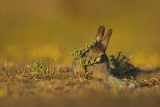 Rabbit (Oryctolagus cuniculus) juvenile baby animal feeding on a thistle plant, Suffolk, England,