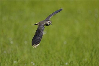 Northern lapwing (Vanellus vanellus), in flight, over a wet meadow, Dümmer, Lower Saxony, Germany,