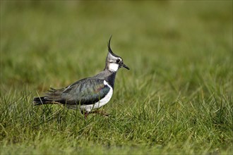 Northern lapwing (Vanellus vanellus), in a wet meadow, Dümmer, Lower Saxony, Germany, Europe