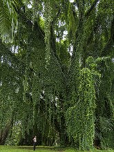 Tree overgrown with tropical climbing plants, Kandy Botanical Gardens, Sri Lanka, Asia