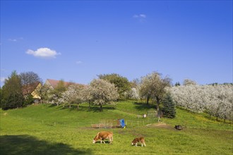 Blossoming apple orchards, cows in a pasture