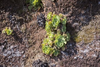 Houseleek (Aeonium), Buracas, La Palma Island, Spain, Europe