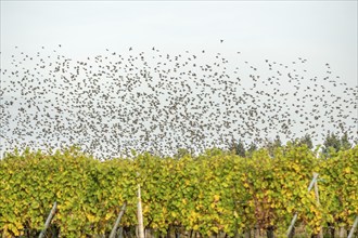 Common (Sturnus vulgaris) starlings fly together, in perfect symbiosis to protect themselves from