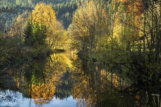 Landscape in the Allgäu. The river Untere Argen in autumn. Trees in autumn leaves, mainly yellow,