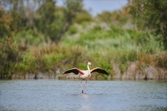 Greater Flamingo (Phoenicopterus roseus), shaking its wings, Parc Naturel Regional de Camargue,