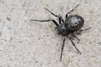 Walnut orb-weaver spider (Nuctenea umbratica), female, North Rhine-Westphalia, Germany, Europe