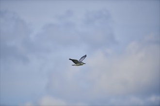 Black-crowned night heron (Nycticorax nycticorax) flying in the sky, Camargue, France, Europe