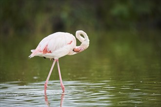 Greater Flamingo (Phoenicopterus roseus) walking in the water, Parc Naturel Regional de Camargue,