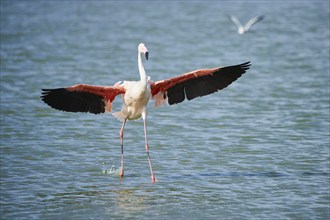 Greater Flamingo (Phoenicopterus roseus), landing in the water, Parc Naturel Regional de Camargue,