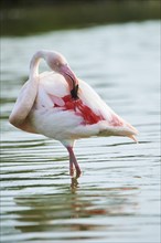 Greater Flamingo (Phoenicopterus roseus) standing in the water, Parc Naturel Regional de Camargue,