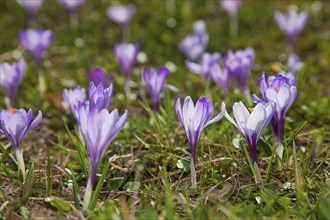 Crocus meadows in Drebach