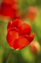 Red tulip (Tulipa), close-up, Lower Austria, Austria, Europe