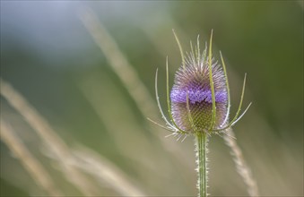 Wild cardoon (Dipsacus fullonum L. Syn. : Dipsacus sylvestris Huds.), inflorescence,