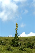 Gentian flower (Gentiana lutea), Auvergne Volcanoes Park. Puy de Dome. Auvergne Rhone Alpes. France