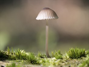 Milking bonnet (Mycena galopus), North Rhine-Westphalia, Germany, Europe