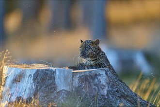 Indian leopard (Panthera pardus fusca), young animal on tree trunk in forest